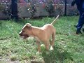 Mastiff Vs Pitbull Mastiff Vs Pitbull
