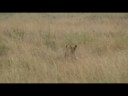 Tharp in Africa 5