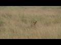 videos de Tharp in Africa 5