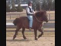 What Gait / Icelandic Horse