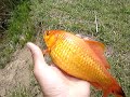 goldfish.html