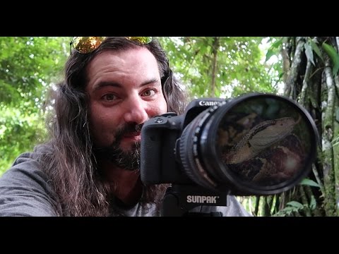 YouTube reptile video