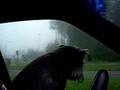 Schnauzer Miniatura video