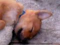 BOW WOW WOW!