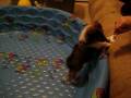 Sheltie Puppy - Teased with a Pacifier