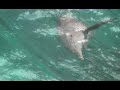 winter-the-dolphin.html