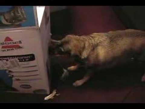 Funny Animal Clip: Search and Rescue
