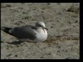 videos de California Gull (Larus Californicus)