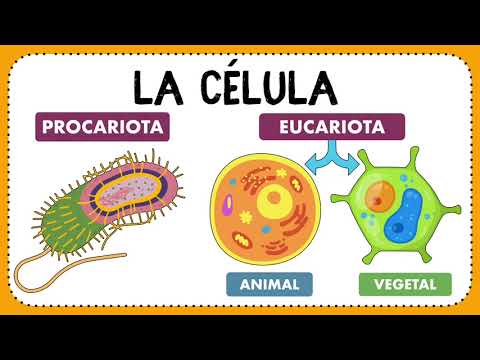 La célula: Definición, descubrimiento, clasificación y funciones ✍🏻🤓