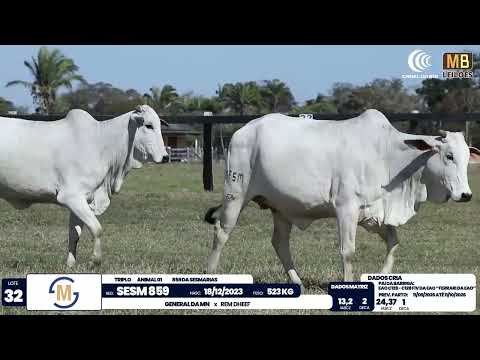 2� DE OLHO NA FAZENDA NELORE SESMARIAS