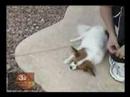 Snoozy the narcoleptic mutt
