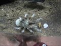 Decided to shoot a updated video of 