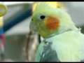 Cockatiel Levi--music by James Blunt