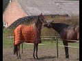 Zeb kloten met halster ander paard