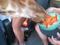 Funny Video. Giraffe in the bus.