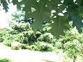clip0069