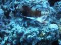 Lion-fish