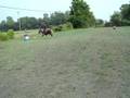 Shianne and Dakota on barrels