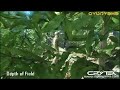 Crysis Türk Yap?m? Mükemmel Bir Oyun Crysis Türk Yap?m? Mükemmel Bir Oyun