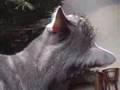 Cool Christmas Tree Cats