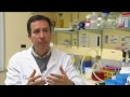 TV3 - Telenotícies - Avenç en els tumors cerebrals més agressius