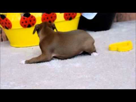 Clover Chocolate Italian Greyhound