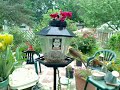 female cardinal clips 7-29-08 female cardinal clips 7-29-08