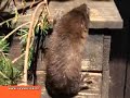 www.i-vysocina.cz - norek evropsk�