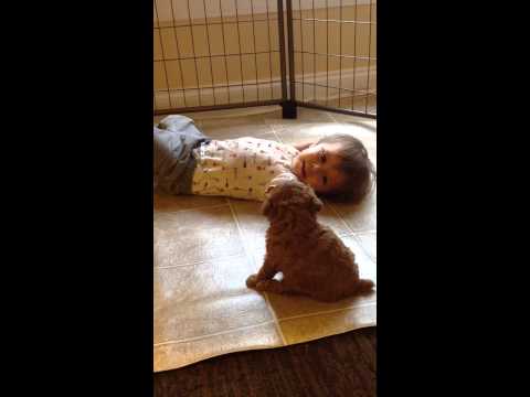 Pups interaction and at play!