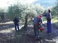 Recogida de aceitunas en siruela