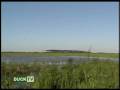 Duck Hunt For Teal In Louisiana