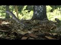 snakes-in-the-yard.html