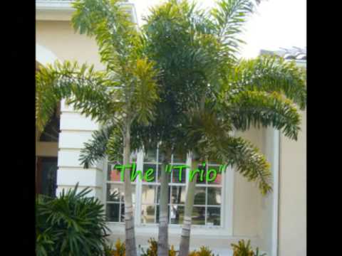 how to fertilize foxtail palm