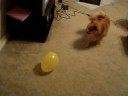 The Hunter and the balloon