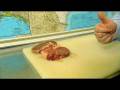 videos de Steaks fra USA