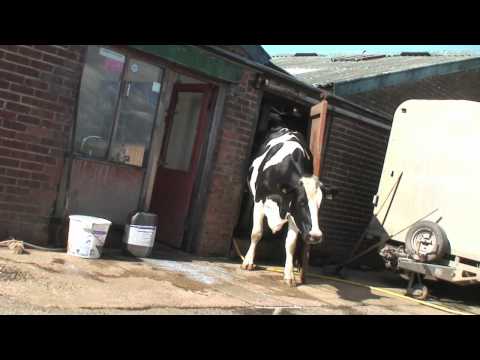 Homemade Goat Milking Machine