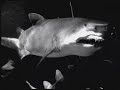 SHARK DIVE EXTREME