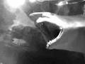 SHARK DIVE EXTREME