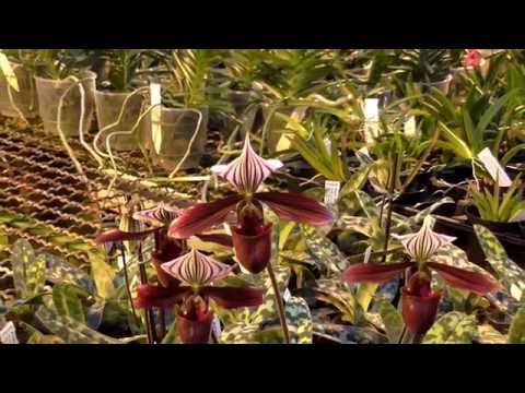 Orchideen Arten: Paphiopedilum prurpuratum