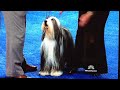 Bearded Collie "Olivia" The National Dog Show Thanksgiving day