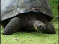 Galapagos Volcanoes