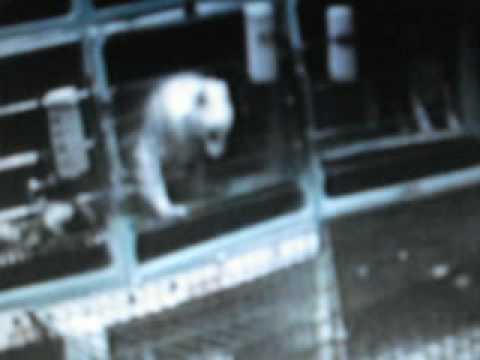 Les usines de chiots - Puppy mills