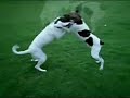 Dog Boxe - Pitty Vs. Bruce