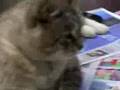 Sid V, Newspaper Cat