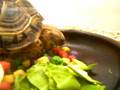 カメ食事中