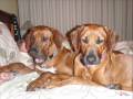 Rhodesian Ridgeback- WHEN HARLEY MEET EBONY Rhodesian Ridgeback- WHEN HARLEY MEET EBONY