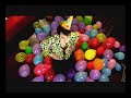 Truita cremada -Coolbito Truita cremada -Coolbito