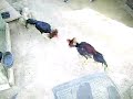 tope de pollos