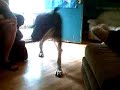 the-great-dane-and-the-chihuahuas.html