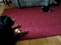 videos de little yorkie zola belle trying to steal big cuz papi's BONE!!!
